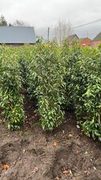 Portugese laurier, Groenblijvende plant.