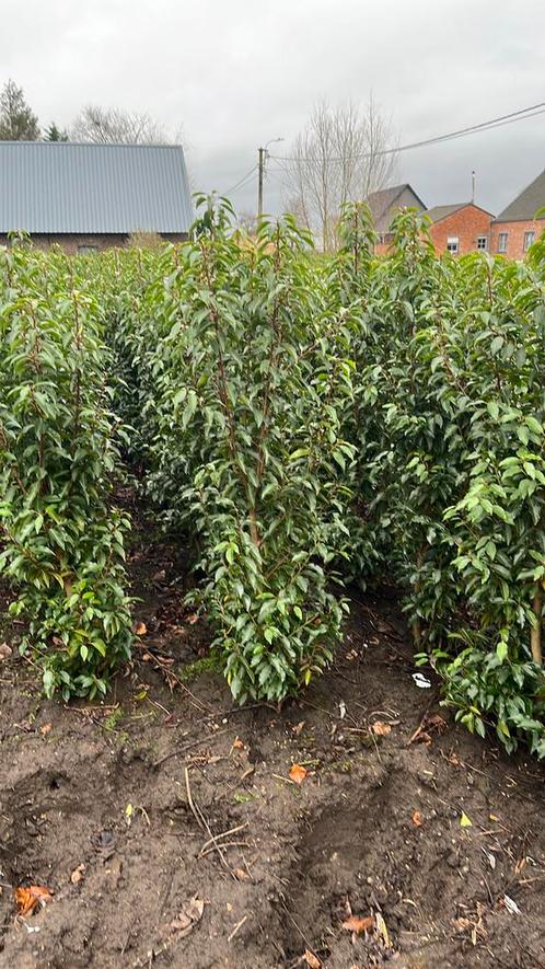 Portugese laurier, Groenblijvende plant., Tuin en Terras, Planten | Struiken en Hagen, Laurier, Ophalen
