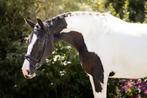 3 jarige bloedmooie Bonte warmbloed merrie 1,74m, Dieren en Toebehoren, Paarden, Merrie, B, Dressuurpaard, 170 tot 175 cm