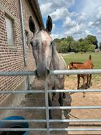4jarige BWP merrie, Dieren en Toebehoren, Merrie, Springpaard, Gechipt, Zadelmak