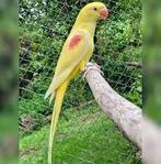 Grand Alexandre f lutino, Femelle