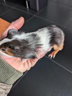 Cavia's, Dieren en Toebehoren, Knaagdieren, November, Mannelijk, Cavia