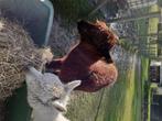 Koppel alpacas, Dieren en Toebehoren, Schapen, Geiten en Varkens, Meerdere dieren, 3 tot 5 jaar