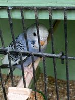 Grasparkieten, Dieren en Toebehoren, Vogels | Overige Vogels