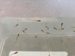 Jonge Guppy’s