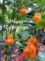 Zaden van de fraaie peper Zebrange en andere soorten pepers., Tuin en Terras, Bloembollen en Zaden, Verzenden, Voorjaar, Volle zon