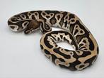 Python regius Leopard Mojave 100% double het clown piebald, Animaux & Accessoires, Reptiles & Amphibiens, Serpent, Domestique