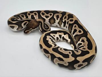 Python regius Leopard Mojave 100% double het clown piebald 