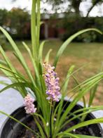 Liriope Royal Purple, Ophalen
