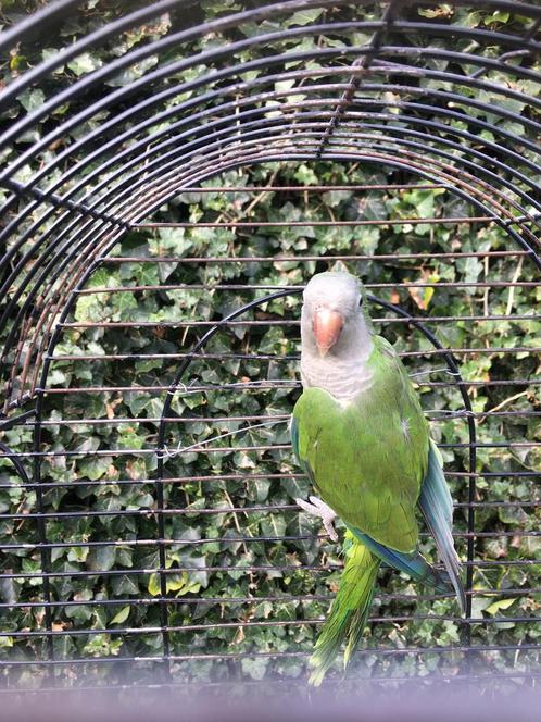 MOOIE KWEEKRIJPE MUISPARKIET NU 100 EURO, Dieren en Toebehoren, Vogels | Parkieten en Papegaaien, Papegaai, Meerdere dieren