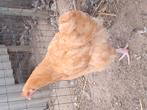 Orpington haan, Dieren en Toebehoren, Mannelijk, Kip