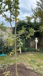 Jonge zomereiken, Ophalen