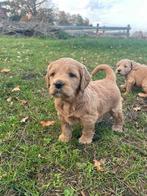 Mooie goldendoodle pup!, Golden retriever, België, CDV (hondenziekte), 8 tot 15 weken