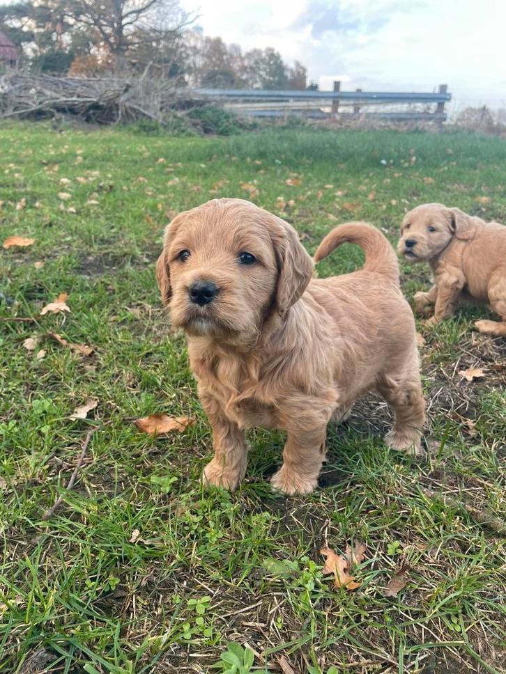 Mooie goldendoodle pup!, Dieren en Toebehoren, Honden | Retrievers, Spaniëls en Waterhonden, Meerdere dieren, Golden retriever