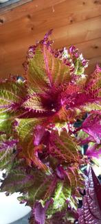 Prachtige siernetel, Huis en Inrichting, Ophalen