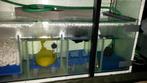 Sump 150*40*60(40), Dieren en Toebehoren, Ophalen, Filter of Co2