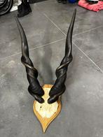 Eland schedel van een reuzen eland antiloper, Antiek en Kunst, Ophalen of Verzenden