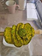 femelle morelia viridis azurea biak, Dieren en Toebehoren, Slang