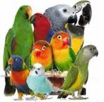 Papegaaien opvoeden, Boeken, Ophalen