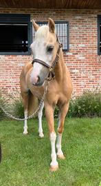 Poney palomino hotsell a vendre