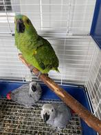 papegaai - blauwvoorhoofd amazone HT, Dieren en Toebehoren, Vogels | Parkieten en Papegaaien, Meerdere dieren, Papegaai, Geringd