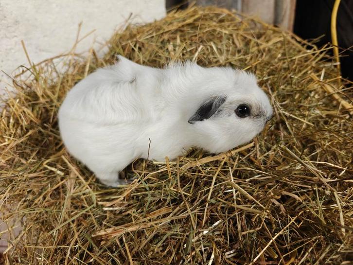 Supermooie jonge california cavia beer, Dieren en Toebehoren, Konijnen