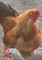 Haan, Dieren en Toebehoren, Pluimvee
