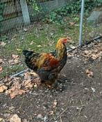 Brahma hanen 6maand oud, Dieren en Toebehoren