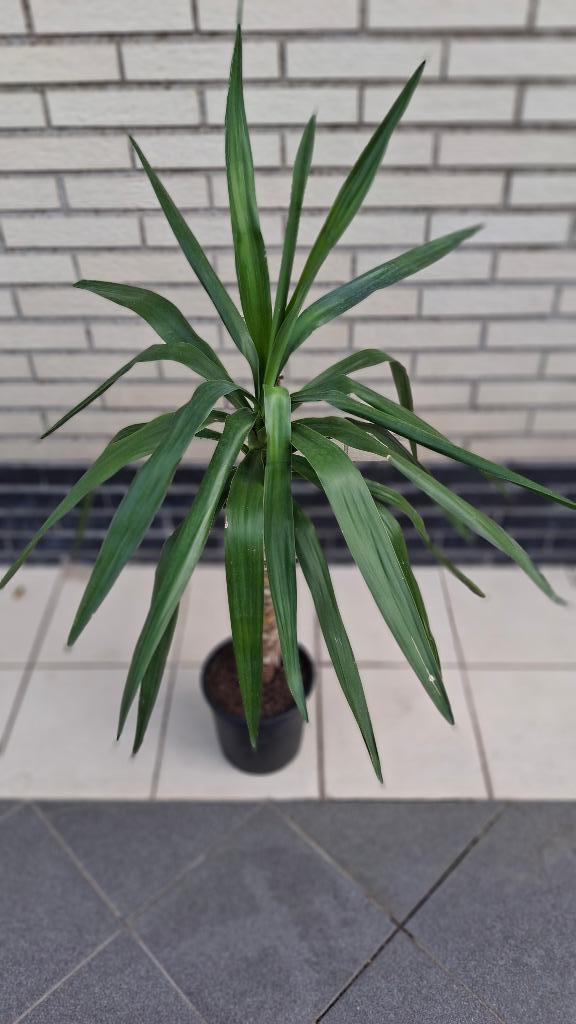Yucca., Huis en Inrichting, Kamerplanten, Yucca, 100 tot 150 cm, Groene kamerplant, Volle zon, Ophalen
