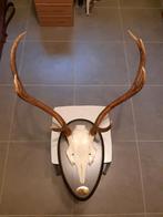 Trophée de chasse (cerf), Verzamelen, Dierenverzamelingen, Ophalen of Verzenden, Hert