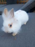 Mooie leeuwenkop konijntjes supertam kleinblijvend, Animaux & Accessoires, Lapins