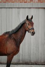 7 jarige ruin!, Dieren en Toebehoren, Paarden, Ruin, 165 tot 170 cm, 3 tot 6 jaar