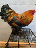Brahma kriel MZ goudpatrijs kweekhaan, Dieren en Toebehoren, Pluimvee, Mannelijk, Kip