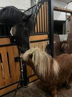 8j shetlander 80cm groot hengstje, Gechipt, Hengst, A pony (tot 1.17m), 7 tot 10 jaar