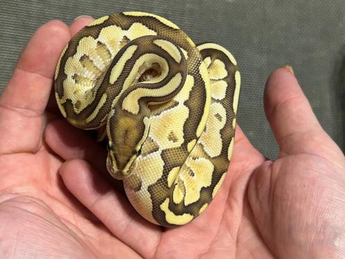 Ball python1.0 Enchi fire butter DH 50% axanthic TSK laven, Animaux & Accessoires, Reptiles & Amphibiens, Serpent, 0 à 2 ans, Domestique