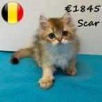 Britse Langhaar "Scar" zoekt een zachte mand (Belgisch), Dieren en Toebehoren, Poes, Gechipt, 0 tot 2 jaar