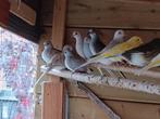Diamantduifjes, Dieren en Toebehoren, Vogels | Kanaries