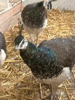 2 pauwhanen, Dieren en Toebehoren, Mannelijk, Overige soorten