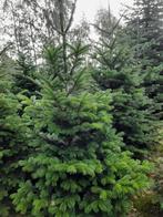 Kerstbomen (Nordman, Fraseri, Omorika), Tuin en Terras, Planten | Bomen, Ophalen, Overige soorten, 250 tot 400 cm