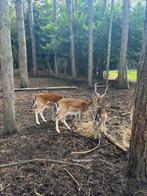 Herten te koop - mannetjes of hinde beschikbaar, Dieren en Toebehoren, Juli, Meerdere dieren