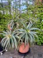 Aloe Arborescens, Huis en Inrichting, Kamerplanten, Ophalen, 100 tot 150 cm, Overige soorten, Halfschaduw