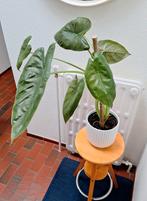 Alocasi Wentii (olifantsoor), Ophalen, Overige soorten, Halfschaduw, Minder dan 100 cm