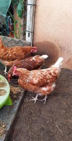 10 legkippen 8 euro per legkip (70 euro voor alles), Dieren en Toebehoren, Pluimvee