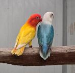 4-4 fischeri opaline pale fallow '24 - '25, Animaux & Accessoires