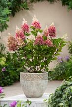 Hydrangea paniculata Pinky Winky PLUIMHORTENSIA te koop, Halfschaduw, Zomer, Vaste plant, Overige soorten