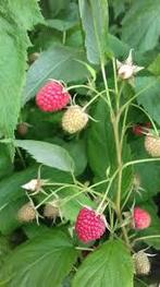 Framboos planten zomer, gratis, Tuin en Terras, Planten | Fruitbomen, Ophalen, Overige soorten, Zomer