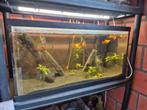 Ingericht aquarium, Ophalen, Zo goed als nieuw