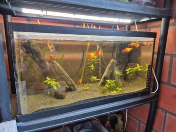 Ingericht aquarium beschikbaar voor biedingen