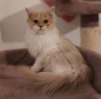 Selkirk straight poesje, Poes, Gechipt, 0 tot 2 jaar