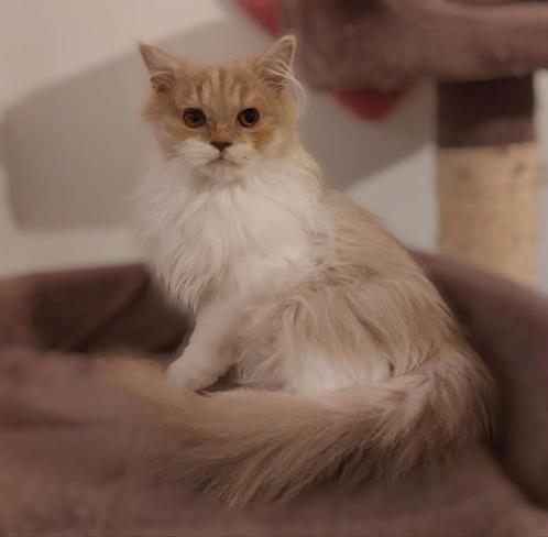 Selkirk straight poesje, Dieren en Toebehoren, Katten en Kittens | Raskatten | Langhaar, Poes, 0 tot 2 jaar, Met stamboom, Gechipt